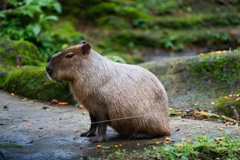 A small capybara with no tail is walking on a dirt road in safari zoo Stock Photos