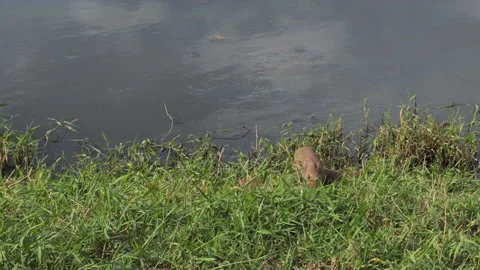 Small Capybara Resting Quietly in Riverside Grass Stock Footage 341870524