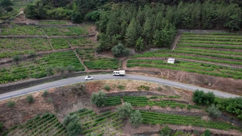 Small car driving on mountain road between vineyard terraces, Portugal. Stock Footage 222909484