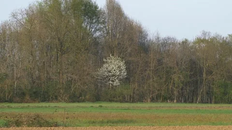 Small car goes through a road in the middle of the fields. Video stock 154583369