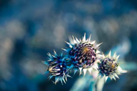 Small cardoon in the middle of nowhere Stock Photos