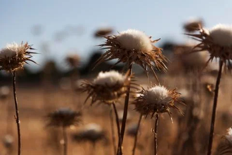 Small cardoon in the middle of nowhere Stock Photos