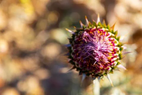 Small cardoon in the middle of nowhere Stock Photos