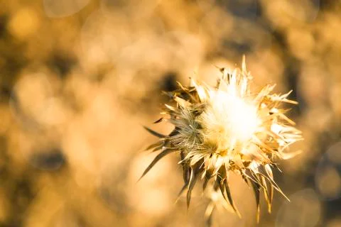 Small cardoon in the middle of nowhere Stock Photos