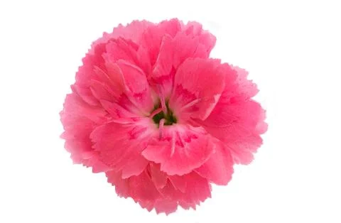 Small carnation isolated Stock Photos