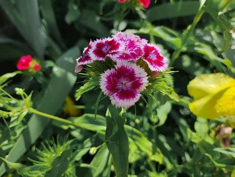 Small carnations in the flowerbed. Small blue dew-covered carnation flowers.. Stock Photos