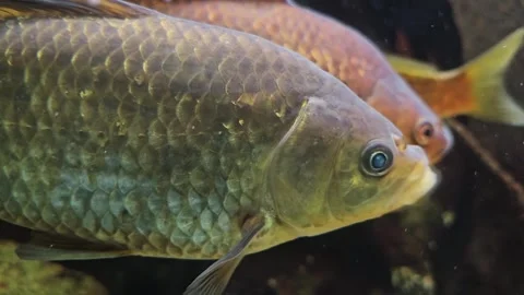 A small carp Stock Footage 294382856