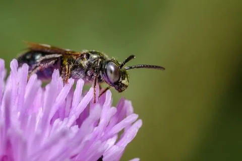 Small Carpenter Bee on Violet Petals Macro Nature Stock Photos