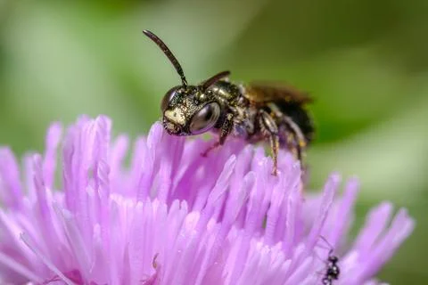 Small Carpenter Bee on Violet Petals Macro Nature Stock Photos