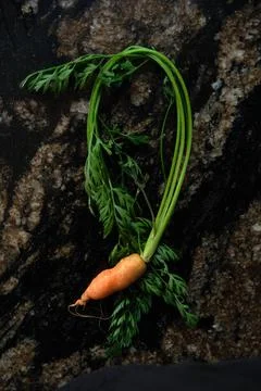A small carrot on the table Stock Photos