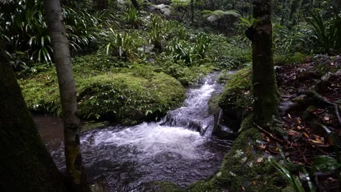 Small Cascade Over Mossy Rocks Along Bushwalking Track, Lamington NP Stock Footage 283831965