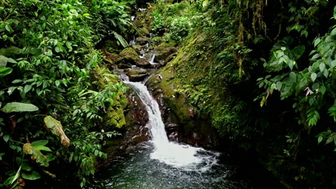 A small cascade in a tropical cloudforest, surrounded by moss Stock Footage 234951167