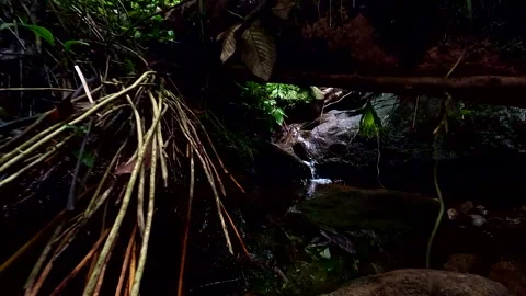 A small cascade in a tropical forest in Esmeraldas Ecuador Video stock 336923442