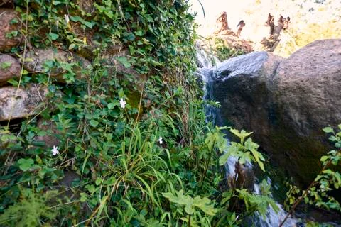 Small cascade of water between vegetation and flowers Stock Photos