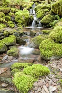 Small cascades along a stream. Stock Photos