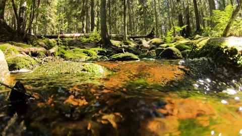 Small cascading creek Stock Footage 155076225