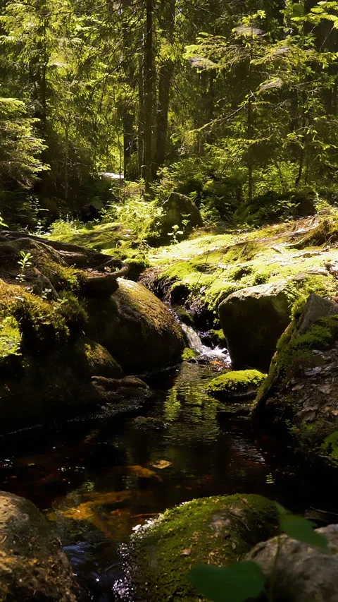 Small cascading creek Stock Footage 267611336