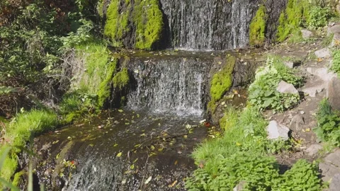 A small cascading waterfall flows over moss-covered rocks, surrounded Stock Footage 295150353