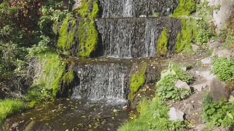 A small cascading waterfall flows over moss-covered rocks, surrounded Stock Footage 295480358