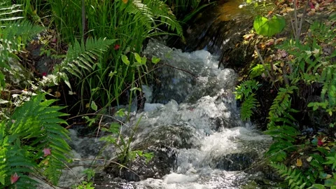 Small cascading waterfall in the forest Stock Footage 324564423
