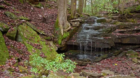 Small Cascading Waterfall on Mossy Rocks in a Lush Autumn Forest Stockbeeldmateriaal 321425204