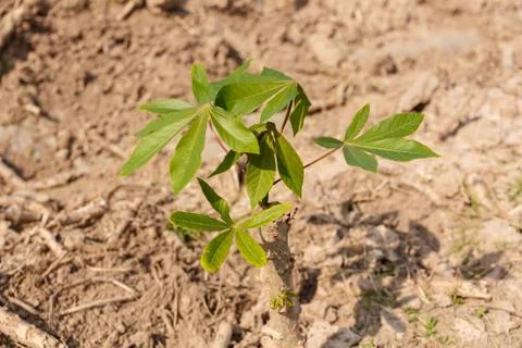 Small cassava growing tree Foto stock