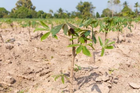Small cassava growing tree Foto stock