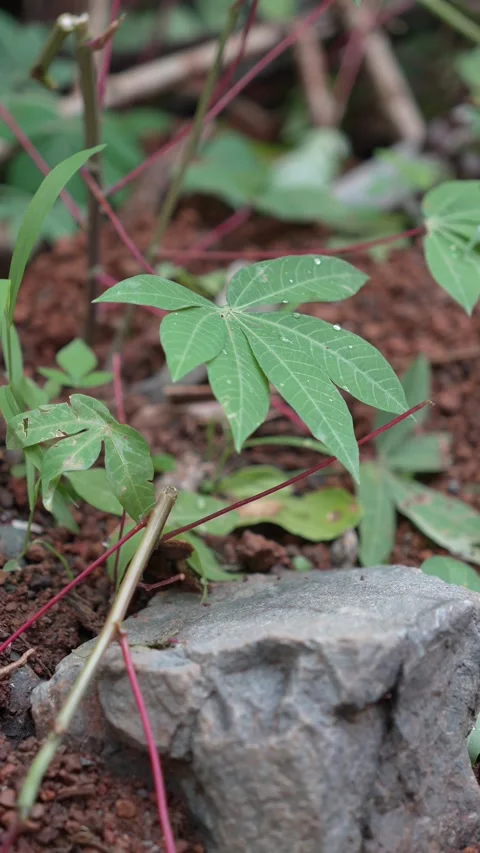 Small cassava plants in the garden  Stock Footage 283486116