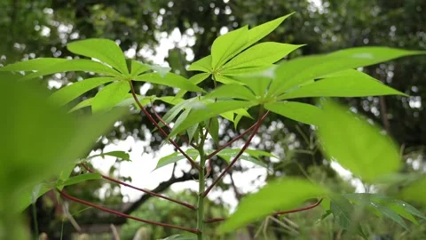 Small cassava plants in the garden  Stock Footage 283486117