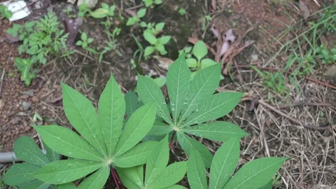 Small cassava plants in the garden  Stock Footage 283486130