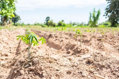Small cassava tree Stock Photos