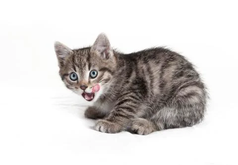 Small cat calls 写真素材