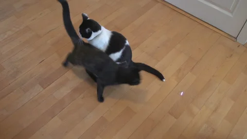 Small cat chasing laser pointer around big cat Stock Footage 197440488