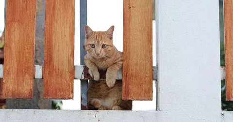 Small cat cute animal jumping on fence Stock Footage 85104367