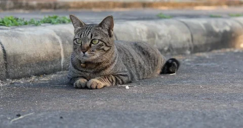 Small cat cute animal lying on street Stock Footage 86057176