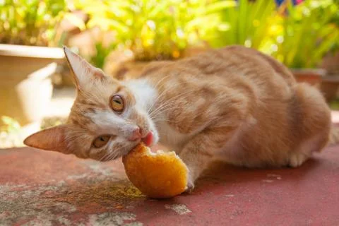 Small Cat Eating Bread Stock Photos