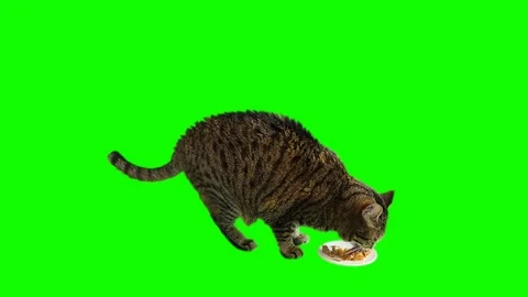 Small Cat Eating Ration On Green Screen Background Stock Footage 111997300