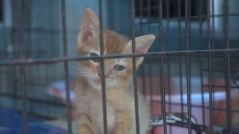 Small cat in an enclosure Video stock 236393022