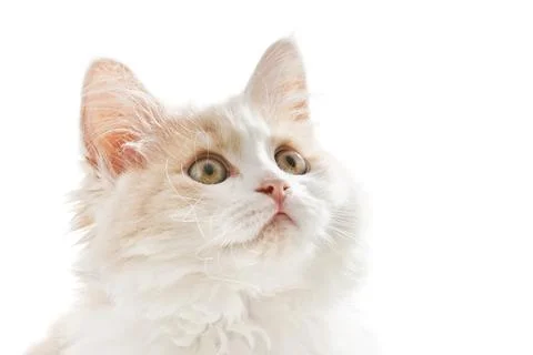 Small cat, in front of a white background Stock Photos
