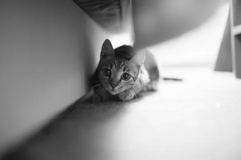 A small cat hid under the bed. Stock Photos