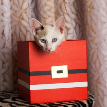 Small cat inside a red christmas box Stock Photos