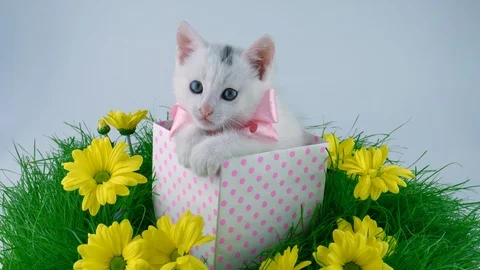 Small cat looking into the camera, meows, shakes head Video stock 91720888