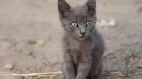 Small cat looks into the camera lens Stock Footage 265199974