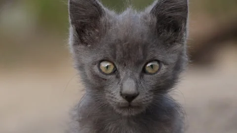 Small cat looks into the lens Stock Footage 265199222