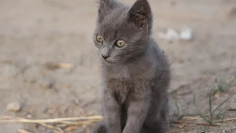 Small cat looks into the lens Stock Footage 265199334