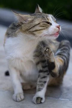 Small cat lying on the ground. Stock Photos
