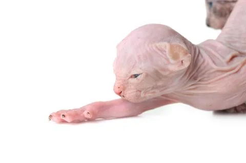 Small cat Stock Photos