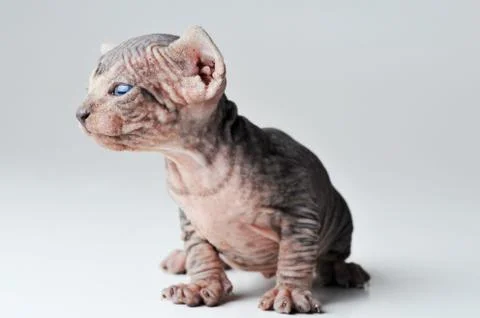 Small cat Stock Photos