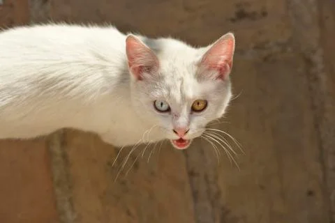 Small cat Stock Photos