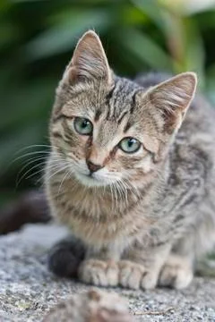 Small cat Stock Photos